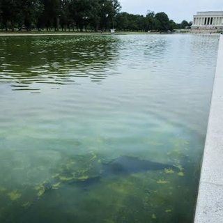 CNN Goes Wall-to-Wall over DC Algae