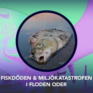 Fiskdöden och miljökatastrofen i floden Oder – P3 Nyheter Dokumentär