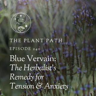 Blue Vervain: The Herbalist's Remedy for Tension & Anxiety