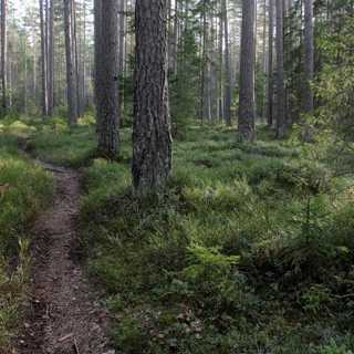 Kristi himmelsfärdsmorgon: Vandrandets natur