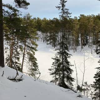 Sökande efter spår i Tresticklans nationalpark – och fågelhonor som faktiskt sjunger