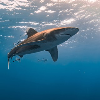 Shark Repellent