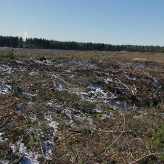 Skogsfredag, Avsnitt 52 - Om fiske på ett storhygge