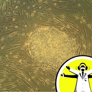 Stem Cells and Gene Therapy