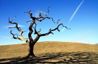 Podcast 605: Acute Limb Ischemia