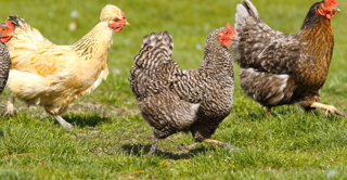 Bonus Episode: "Let's All Keep Chickens!" Book Interview with Dalia Monterroso