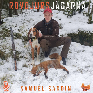 Rovdjursjakt med Finnstövare