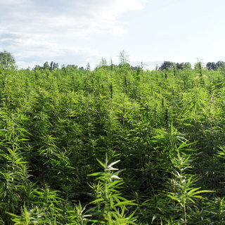 Ep. 45 Industrial Hemp