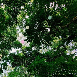 Rainforest Cicadas in Lembang, West Java