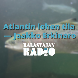 Atlantin lohen tila