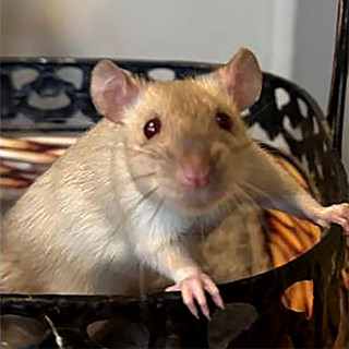 A Soft Spot for Rats