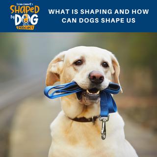 What Is Shaping and How Can Dogs Shape Us #5