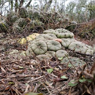 Fighting with City Hall, Star Cactus Mortality, et