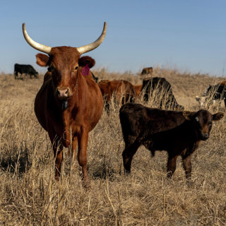 Where’s the Beef? Inside the Fragile Cattle Market