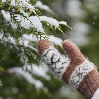 Snow falling on Trees: Winter ASMR - 10 Hours Sleep Sound