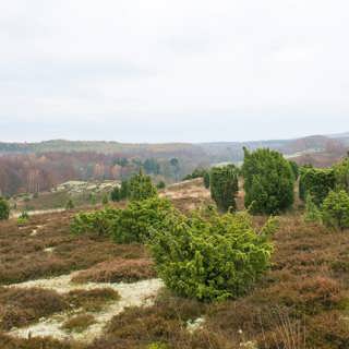 Den sällsynta sandstäppen återskapas i Drakamöllan