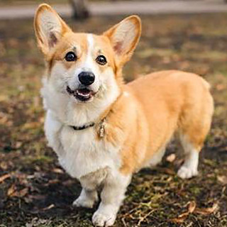 Corgi Talks From Spirit World
