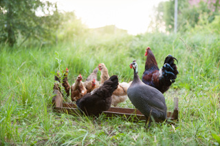 Find Your Flock