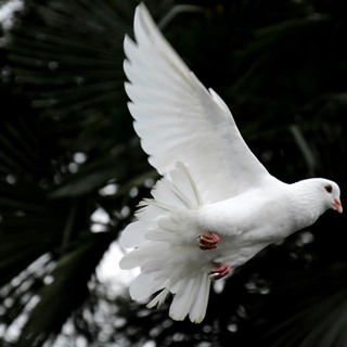CHRIST’S PEACE – Not as the world gives – Homily 6th Sunday of Easter 5/25/25
