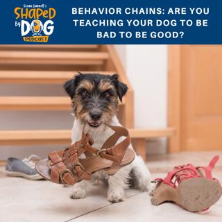 Behavior Chains: Are You Teaching Your Dog to be Bad to be Good? #42
