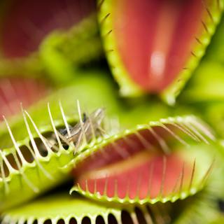 Why leaves are one of nature’s most versatile creations