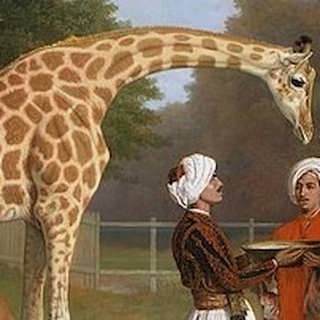 Djur & människor 1: Det är hög tid att vi på allvar börjar inse att vi är djur
