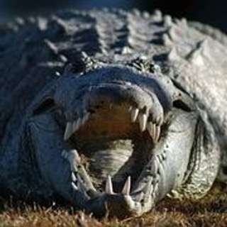 Shit That Will Kill You Down Under - Crocs - Part 3 of 4