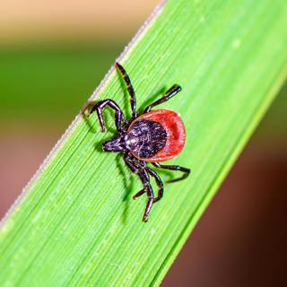 Our tick nightmare