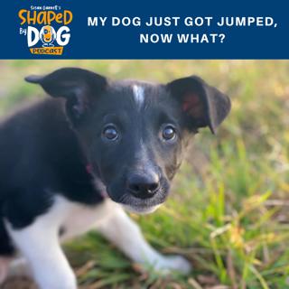 My Dog Just Got Jumped, Now What? #45
