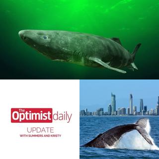 Early Whale Watching and How Animal Research Advances Women's Health