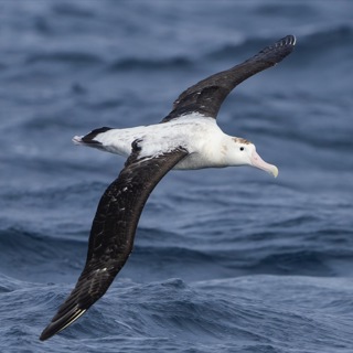 Across oceans, seabird flyways gain recognition — and a chance at protection