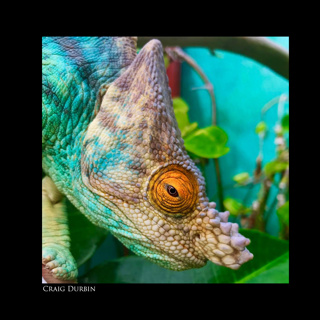 121: Parson's Chameleon Husbandry with Craig Durbin