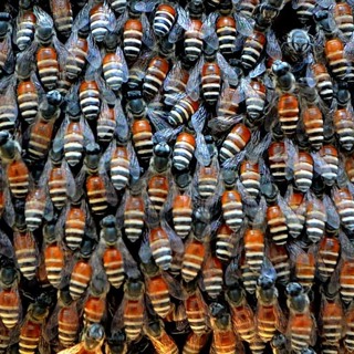 JAE: Audio Abstracts Episode 4