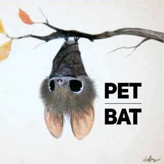 #217: Pet Bat