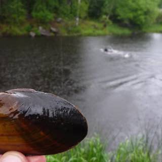 Nya vägar för livet i Lillån - och ett intelligenstest för blåmesar