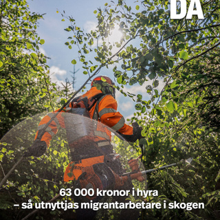 63 000 kronor i hyra – så utnyttjas migrantarbetare i skogen