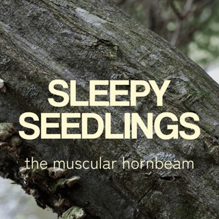 The Muscular Hornbeam