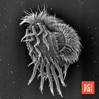 Swords, cannibalism, poison: inside the world of killer microbes