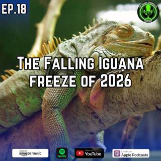South Florida’s Iguana Freeze: Humane Removal and Community Impact Explored