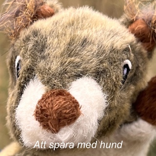 Att spåra med hund