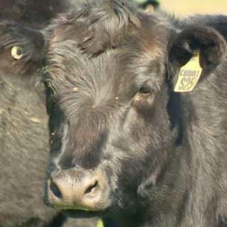 Ep 19: Julian Carroll _ On-farm emissions