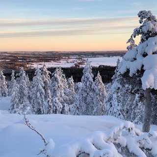 Vi tar en topptur vid Tavelsjön och är med när miljoner bergfinkar flyger och lägger sig