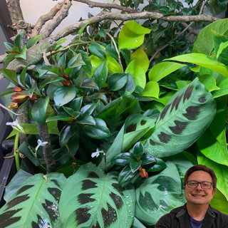 Your Chameleon's Sanctuary