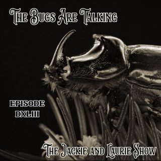 The Bugs Are Talking (#543)