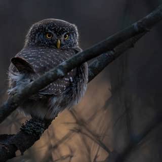 Ugglor i november – och Ulf som hittar nya tuggummiväxter