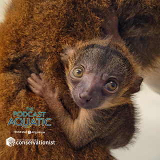 Surprise, It's a Baby Lemur!