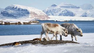 How Antarctica got its ice sheets, and what happens when geopolitical relationships turn chilly in the Arctic