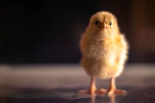 Chickens 101: Hatch Day