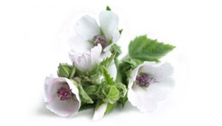 Ep. 91 Heirlooms and Herbals: Marshmallow