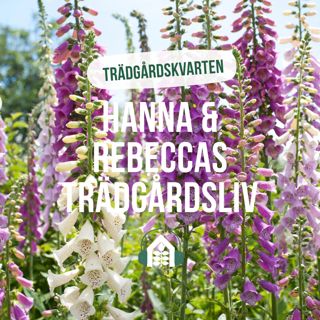 Avsnitt 164 – Trädgårdskvarten - Fingerborgsblomman